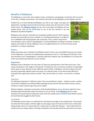 Benefits of Maltipoos