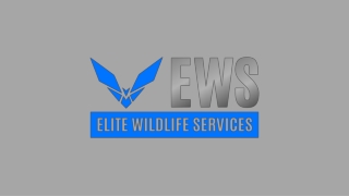 Squirrel Trapping - Elite Wildlife Services