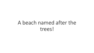 A beach named after the trees