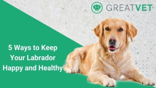 5 Ways to Keep Your Labrador Happy and Healthy