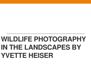 Wildlife Photography in the Landscapes by Yvette Heiser