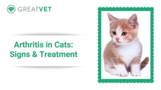 Arthritis in Cats: Signs & Treatment
