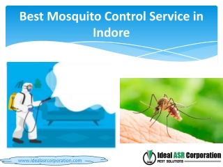 Best Mosquito Control Service in Indore – IdealASR