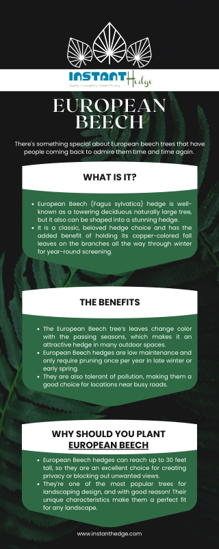 European Beech- Redefining Your Garden