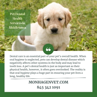 Pet Dental Health Services in Middletown