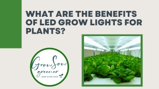 How Does LED Grow Lights Help Plants?