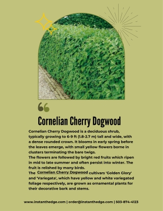 Cornelian Cherry Dogwood- The Awaited Garden Addition