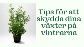 Tips för att skydda dina växter på vintrarna