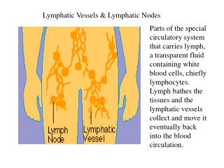 Lymphatic Vessels & Lymphatic Nodes