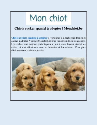 Chiots cocker spaniel à adopter | Monchiot.be