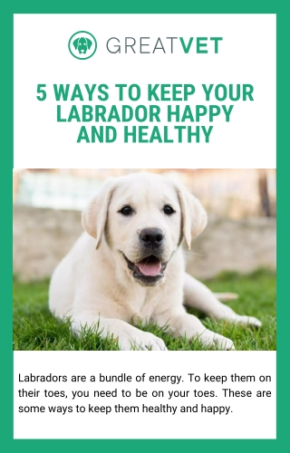 5 Ways to Keep Your Labrador Happy and Healthy