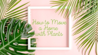 How to Move a Home with Plants