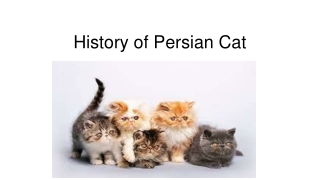 Persian cat price in Kolkata