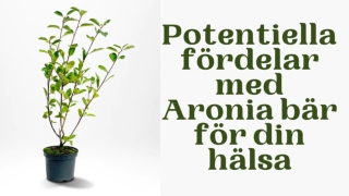Potentiella fördelar med Aronia bär för din hälsa