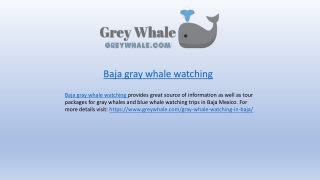 Best Baja Gray Whale Watching Tours in California