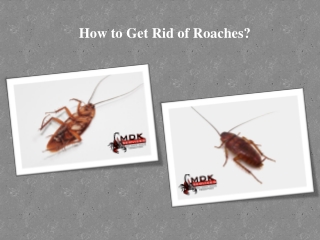 How to Get Rid of Roaches