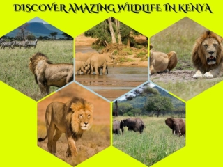 Kenya Budget Tours – The Perfect Way to Explore the Wilderness While Staying