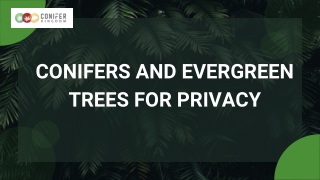 For privacy, you should absolutely plant evergreen trees.