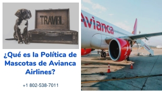 ¿Qué es la Política de Mascotas de Avianca Airlines?
