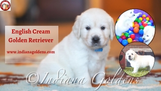 Adopt Cute English cream Golden Retriever – Indiana Goldens