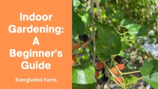 Indoor Gardening A Beginner's Guide