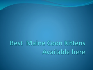 Best  Maine Coon Kittens Available here