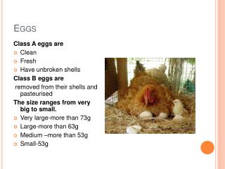 PPT - The Structure of Eggs PowerPoint Presentation - ID:2258340