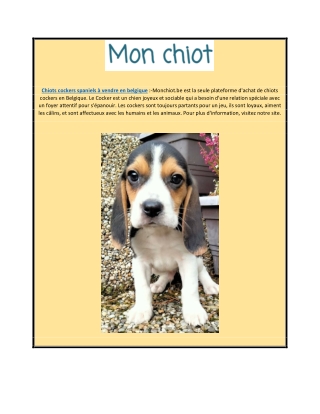 Chiots cocker spaniel à vendre en Belgique | Monchiot.be