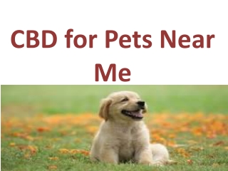 CBD for Pets Near Me