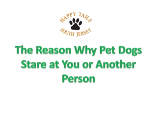 The Reason Why Pet Dogs Stare at You or Another Person