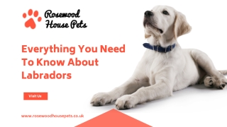 Labradors Warrington