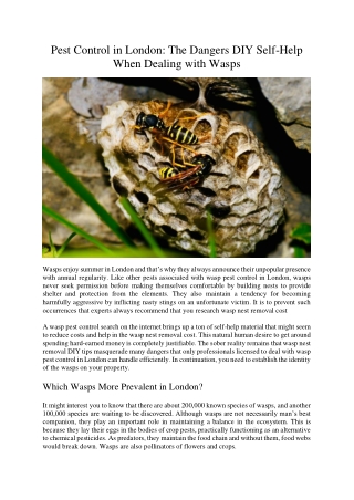 Pest Control in London The Dangers DIY Self-Help When Dealing with Wasps