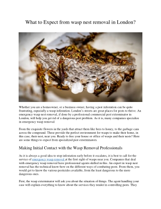 What to Expect from wasp nest removal in London