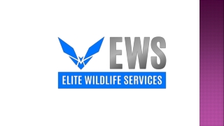 Rodent Control - Elite Wildlife Services