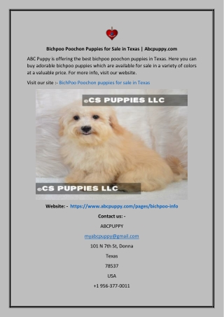 Bichpoo Poochon Puppies for Sale in Texas Abcpuppy