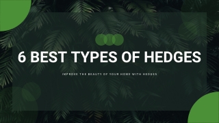 6 Best Types of Hedge Trees