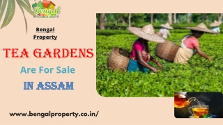 Tea gardens are for sale in Assam