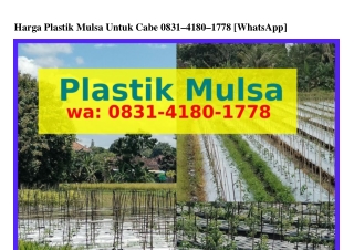 Harga Plastik Mulsa Untuk Cabe 08ЗI·ԿI80·I778[WhatsApp]