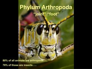 Phylum Arthro poda “joint” “foot”
