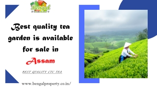 Best quality taa garden is available for sale in Assam