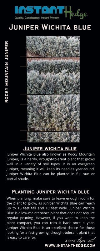 Juniper Wichita Blue