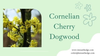 Guide to Growing Cornelian Cherry Dogwood