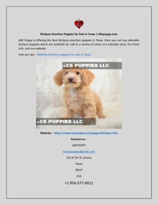 Bichpoo Poochon Puppies for Sale in Texas Abcpuppy