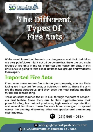 Houston Ant Control | Houston Carpenter Ant Control