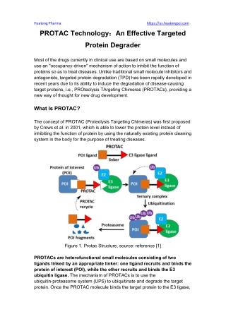 PROTAC Technology： An Effective Targeted Protein Degrader