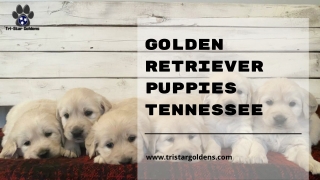 Get your Favorite Puppy Golden Retriever Puppies in Tennessee