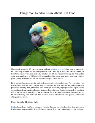 Things You Need to Know About Bird Food