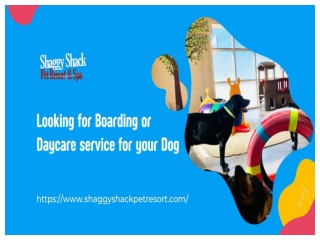 Looking for Boarding or Daycare service for your Dog