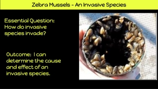 Q4 Week 6 Zebra Mussels