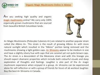 Organic Magic Mushrooms Online in Aliston
